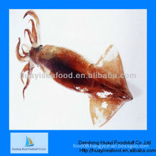 best quality new frozen squid dried squid